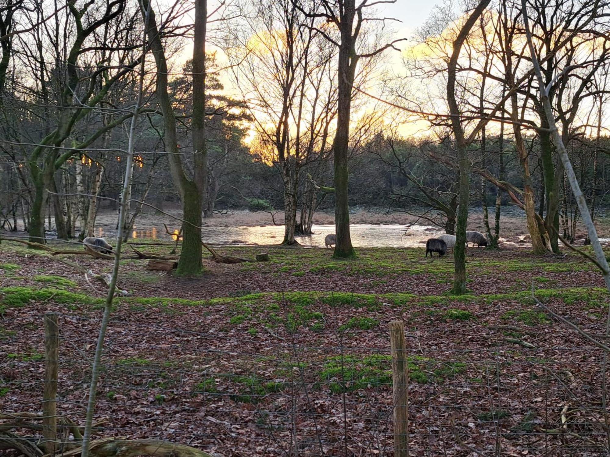 Natuurhuisje Meppen エクステリア 写真