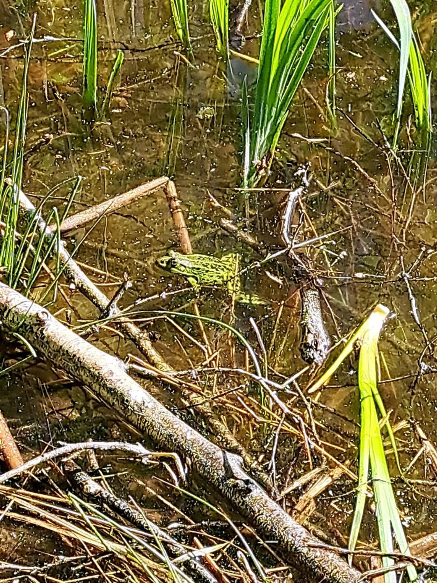 Natuurhuisje Meppen エクステリア 写真