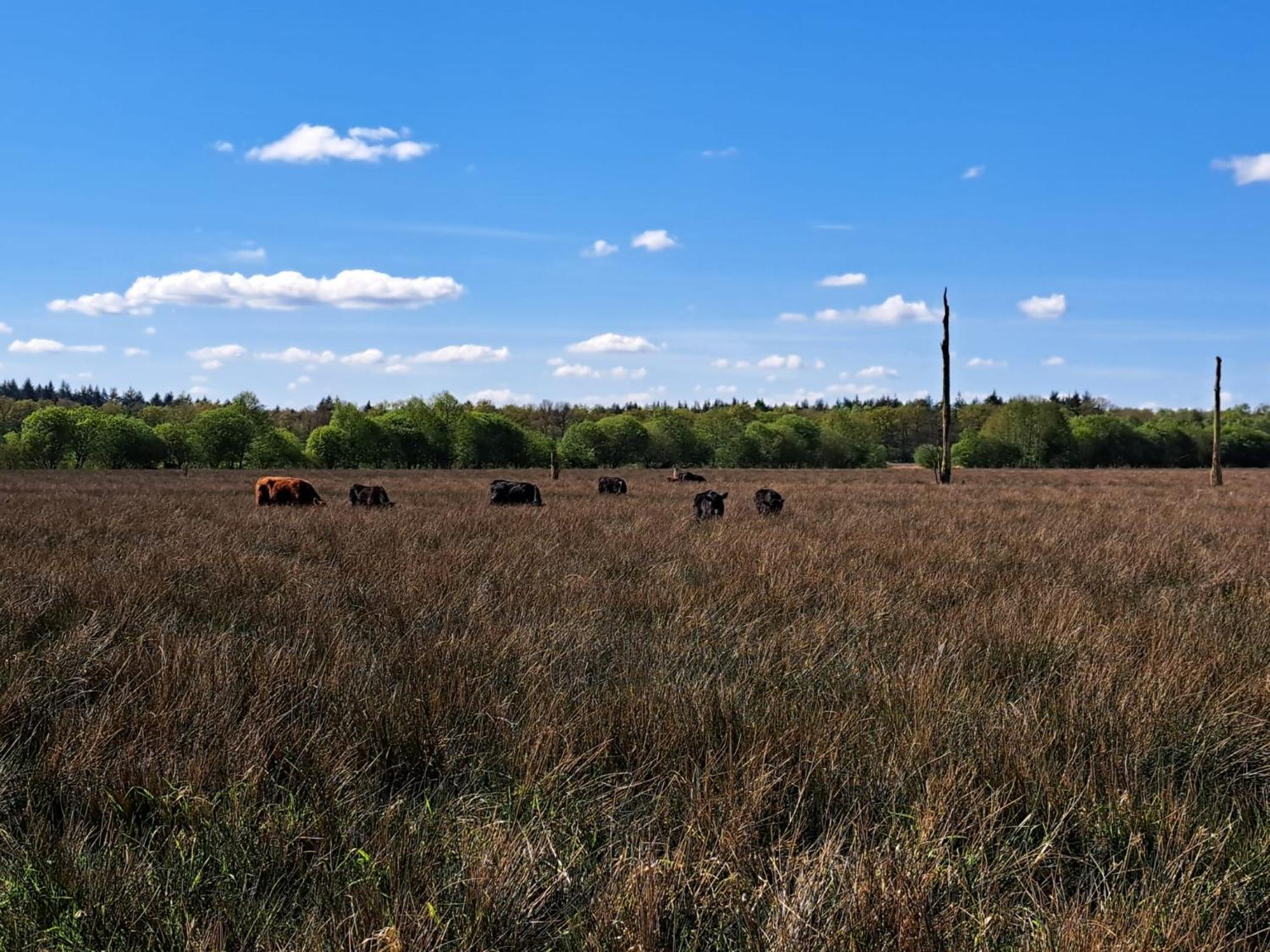 Natuurhuisje Meppen エクステリア 写真